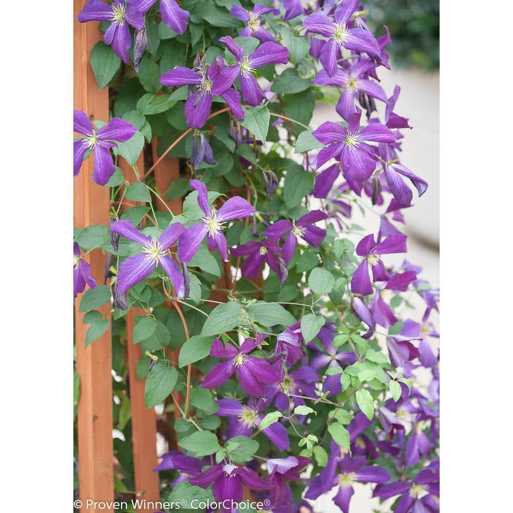1 Gal. Happy Jack Purple (Clematis) Live Shrub, Purple Flowers - Hercitys