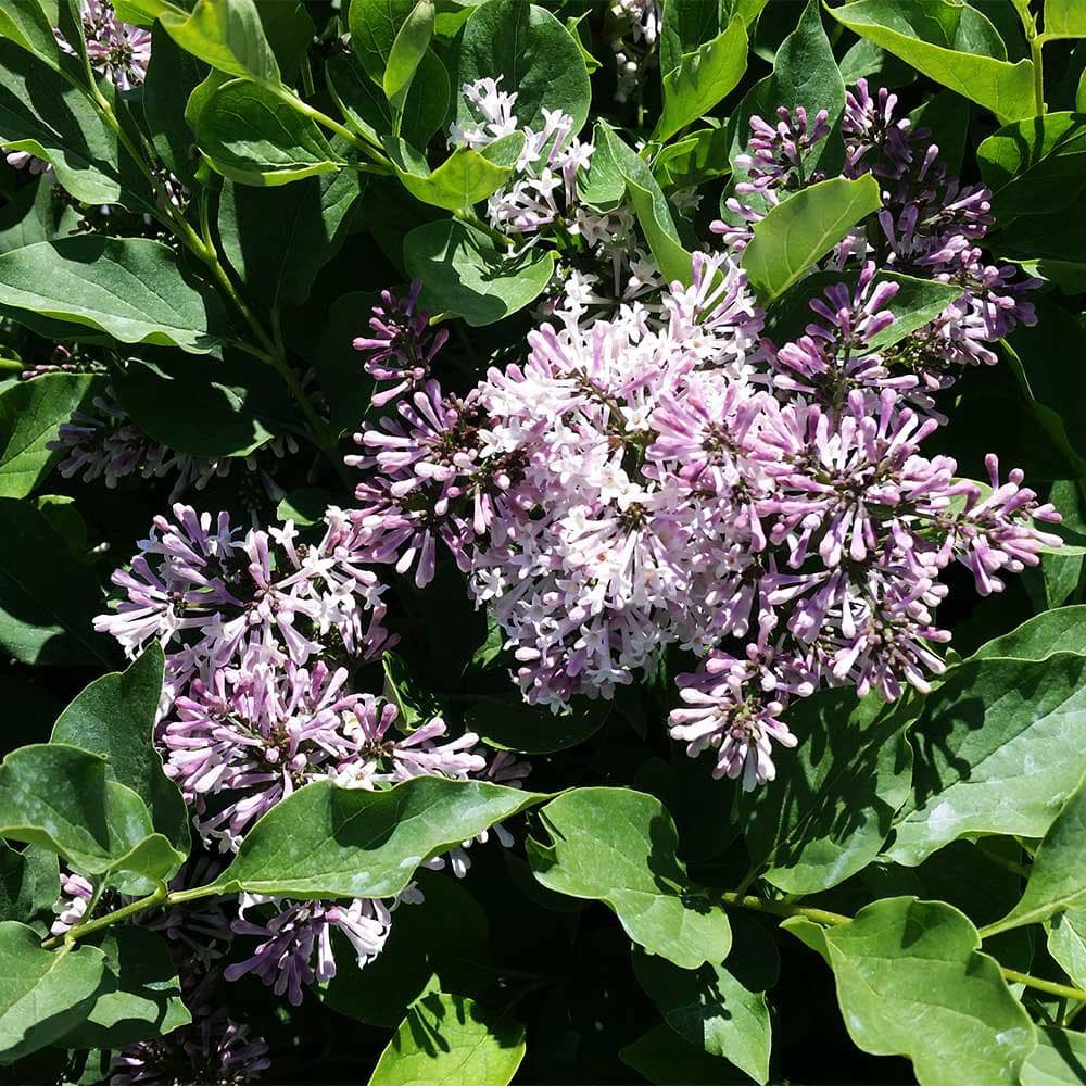 3 Gal. Miss Kim Lilac Flowering Shrub with Pink Blooms - Hercitys