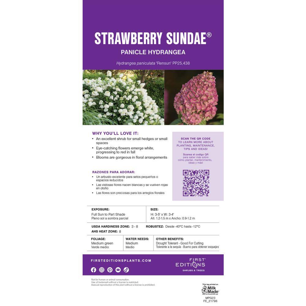 1 Gal. Strawberry Sundae Hydrangea Flowering Shrub with White to Pink Flowers - Hercitys