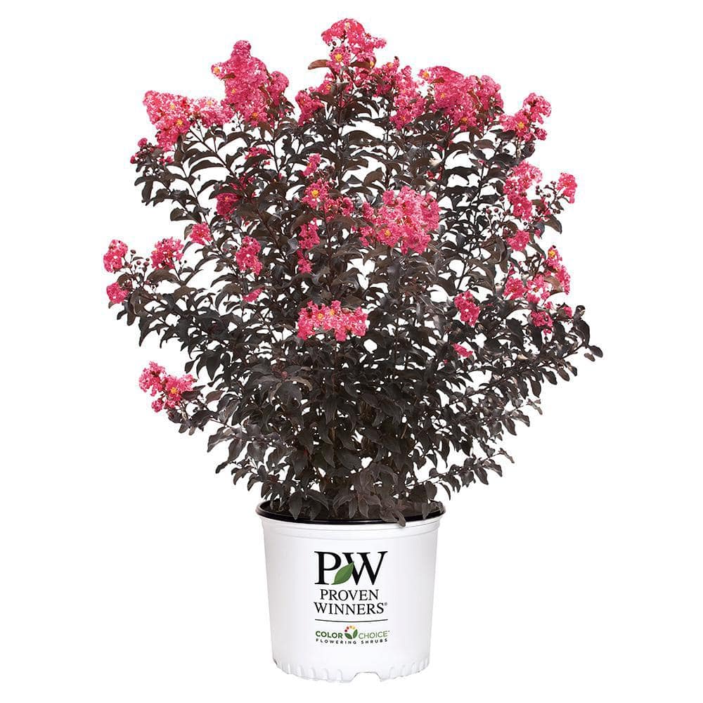 2 Gal. Center Stage Coral Crape Myrtle Tree with Ruffled Coral Flowers - Hercitys