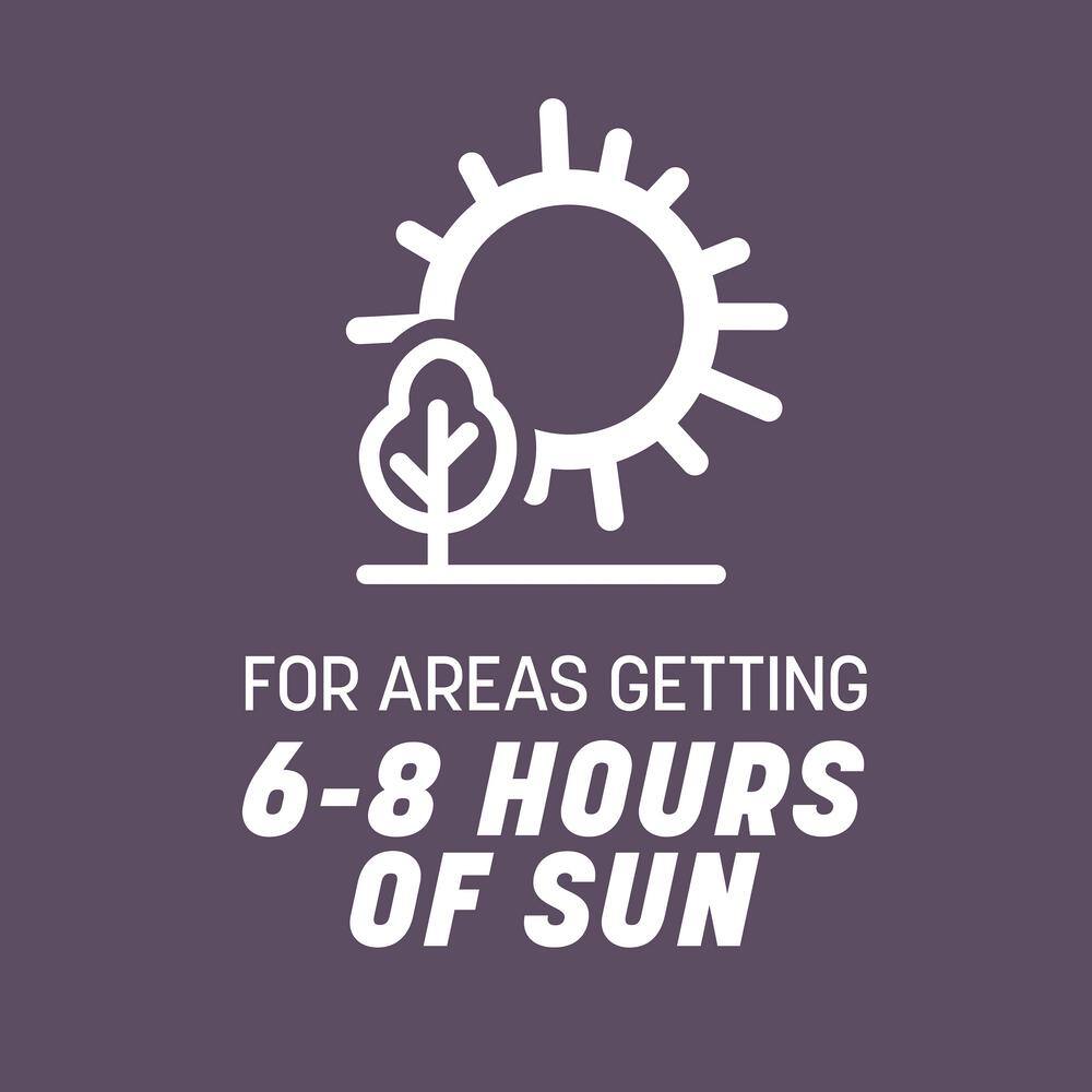 50 lbs. Annual Ryegrass Grass Seed (2-Pack) - Hercitys