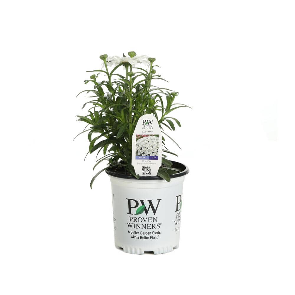 1 Gal. Amazing Daisies Daisy May Shasta Daisy (Leucanthemum) Live Plant, White Flowers - Hercitys