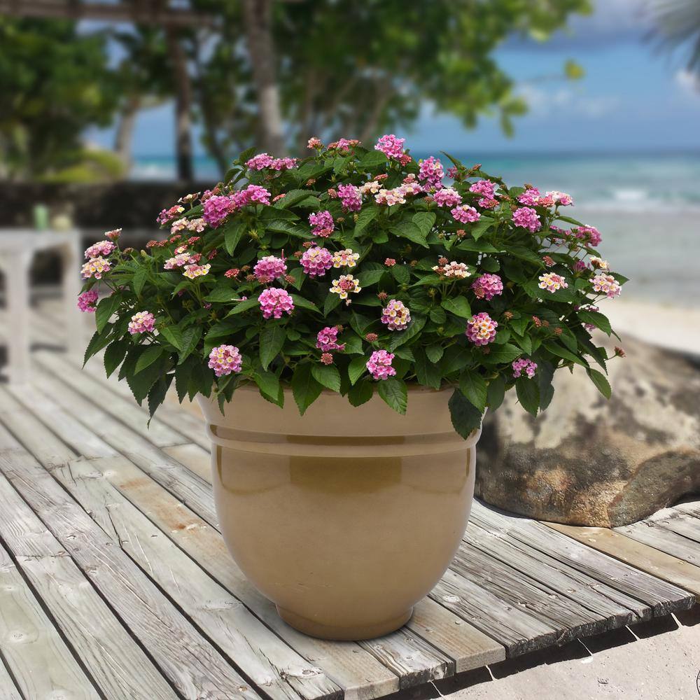 2.5 in. Lantana Bloomify Pink Plant in Grower Container (3-Piece) - Hercitys