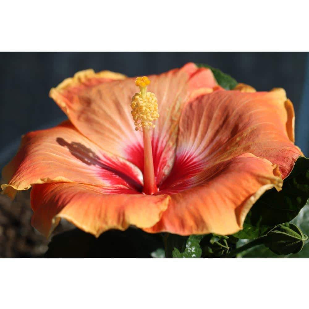 2 Gal. Hollywood Gold Digger Yellow and Red Flower Annual Hibiscus Plant - Hercitys