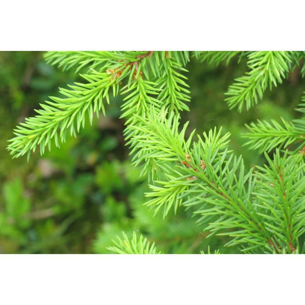 1 Gal. Little Gem Norway Spruce Shrub Richly, Nomaintenance Dwarf Conifer - Hercitys