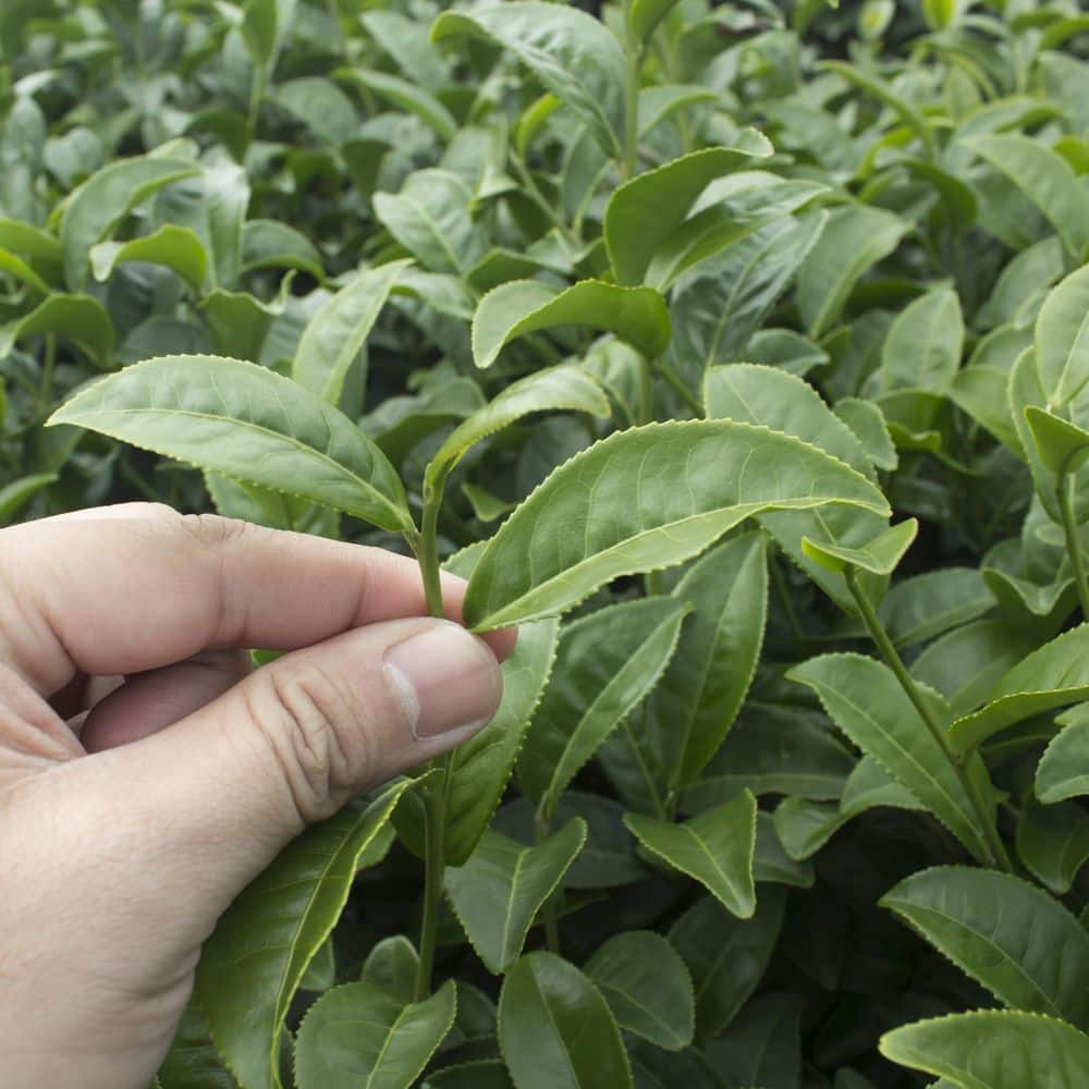 1 gal. Brew-Tea-Ful Camelia Sinensus Shrub - Hercitys