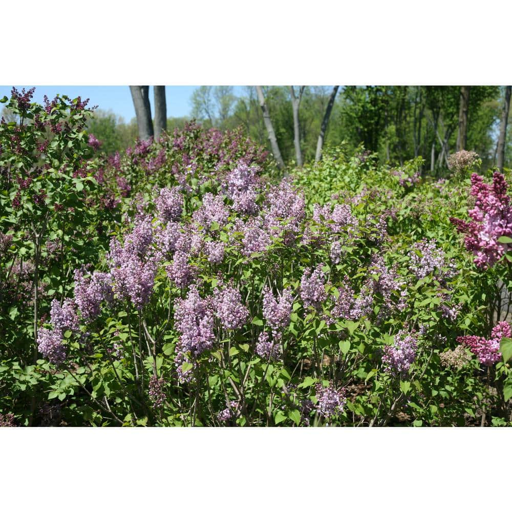 4.5 in. Quart Scentara Double Blue Lilac (Syringa) Live Shrub with Purple-Blue Flowers - Hercitys