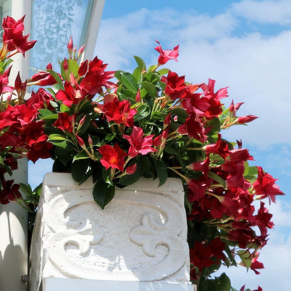 4 in. Mandevilla Plant with Red Flowers (12-Pack) - Hercitys
