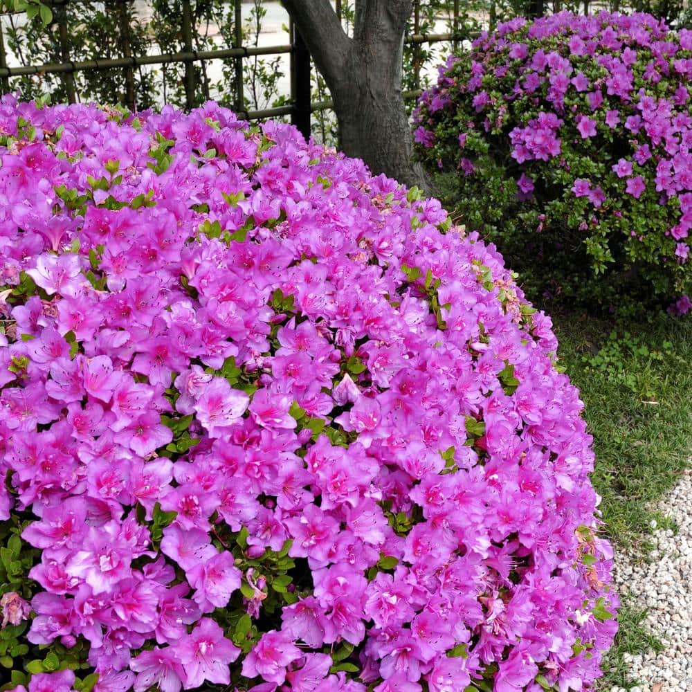 2.5 qt. Azalea Poukhanense Compacta Flowering Shrub with Magenta Blooms - Hercitys