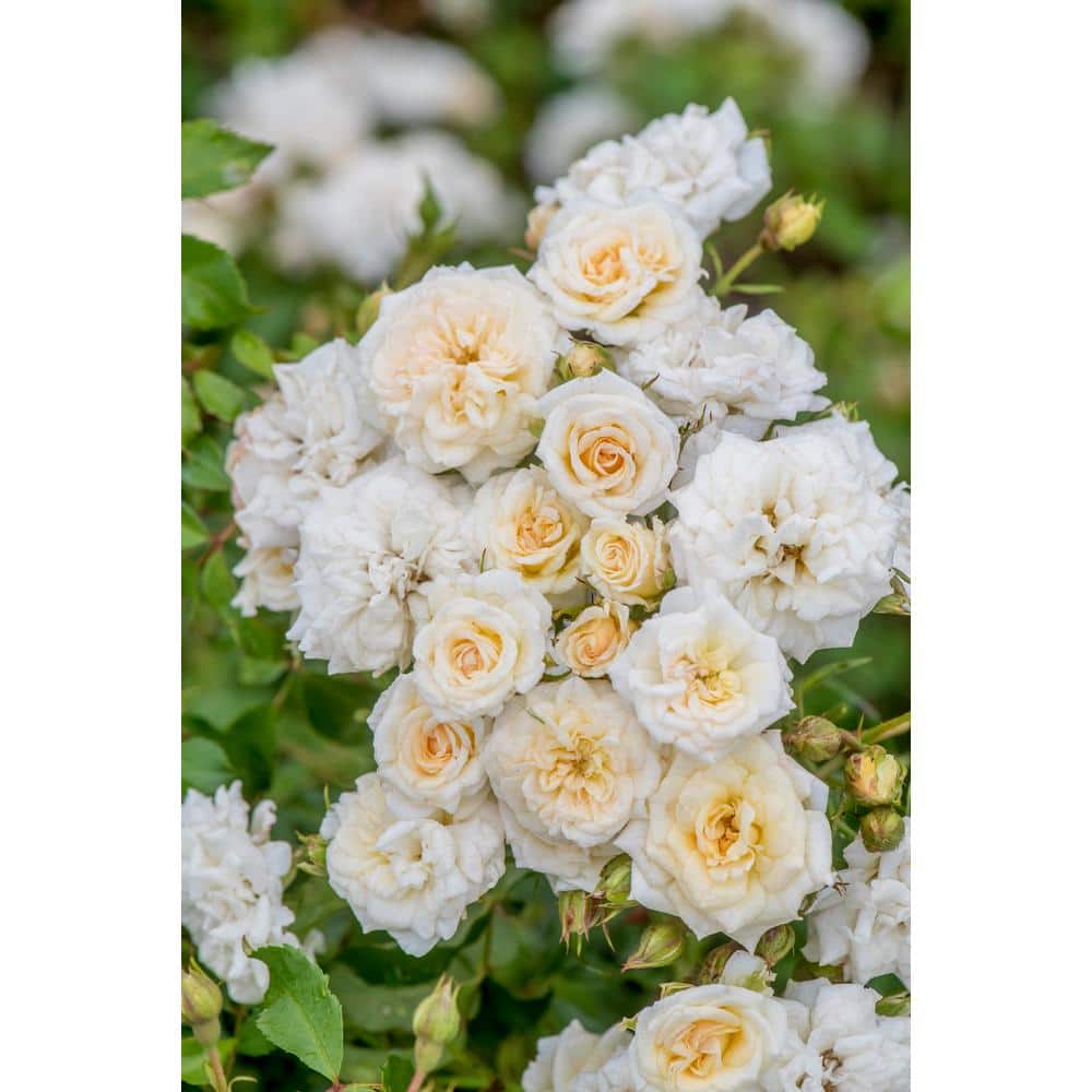 3 Gal. White Drift Rose Bush with White Flowers (2-Pack) - Hercitys