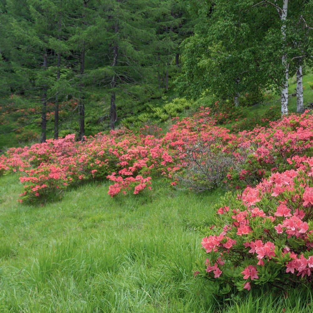 2.5 Quart Azalea ‘Blaauw’s Pink’ Flowering Shrub with Pink Flowers - Hercitys