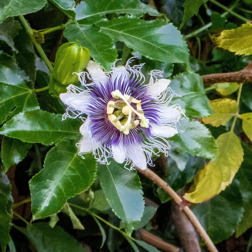 4 in. Passion Fruit Poppin’ Passion Annual Plant with White-Purple Flowers (3-Pack) - Hercitys