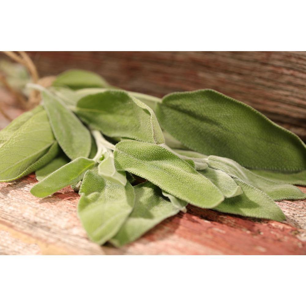 4.25 in. Eco+Grande Garden Sage (Salvia officinalis) Live Herb Plant (4-Pack) - Hercitys