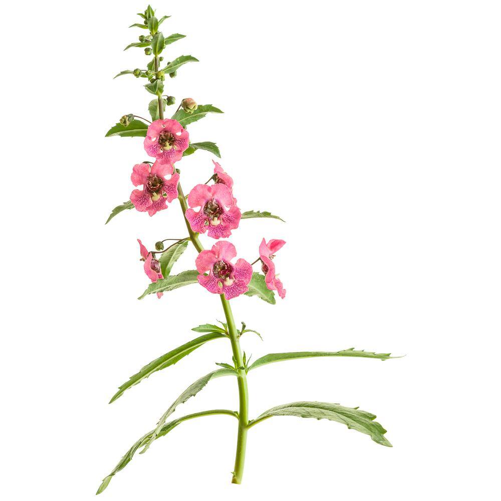 4.25 in. Eco+Grande, Angelface Perfectly Pink Summer Snapdragon - Hercitys