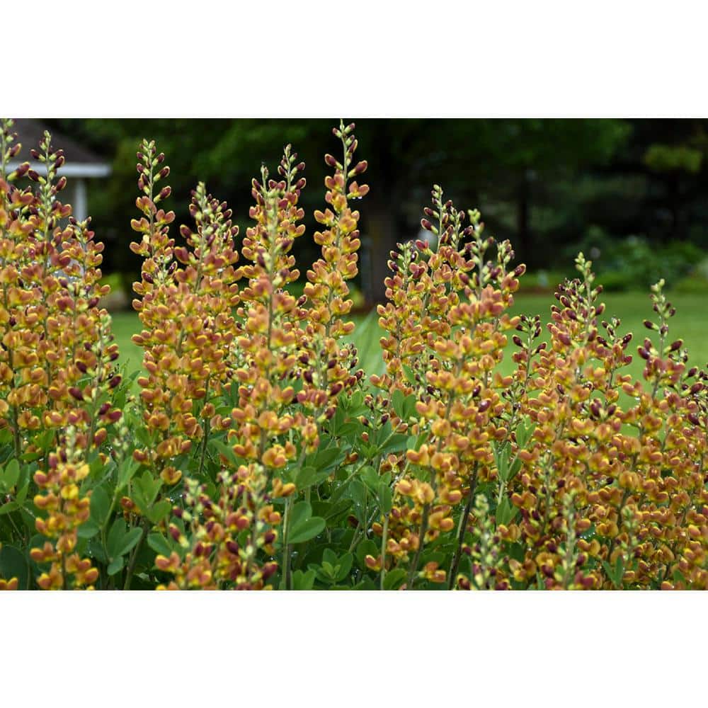 3 Gal. Cherries Jubilee Baptisia Live Perennial Plant (1-Pack) - Hercitys