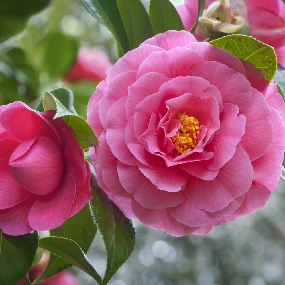 3 Gal. Camellia Shi Shi Shrub with Pink Flowers - Hercitys