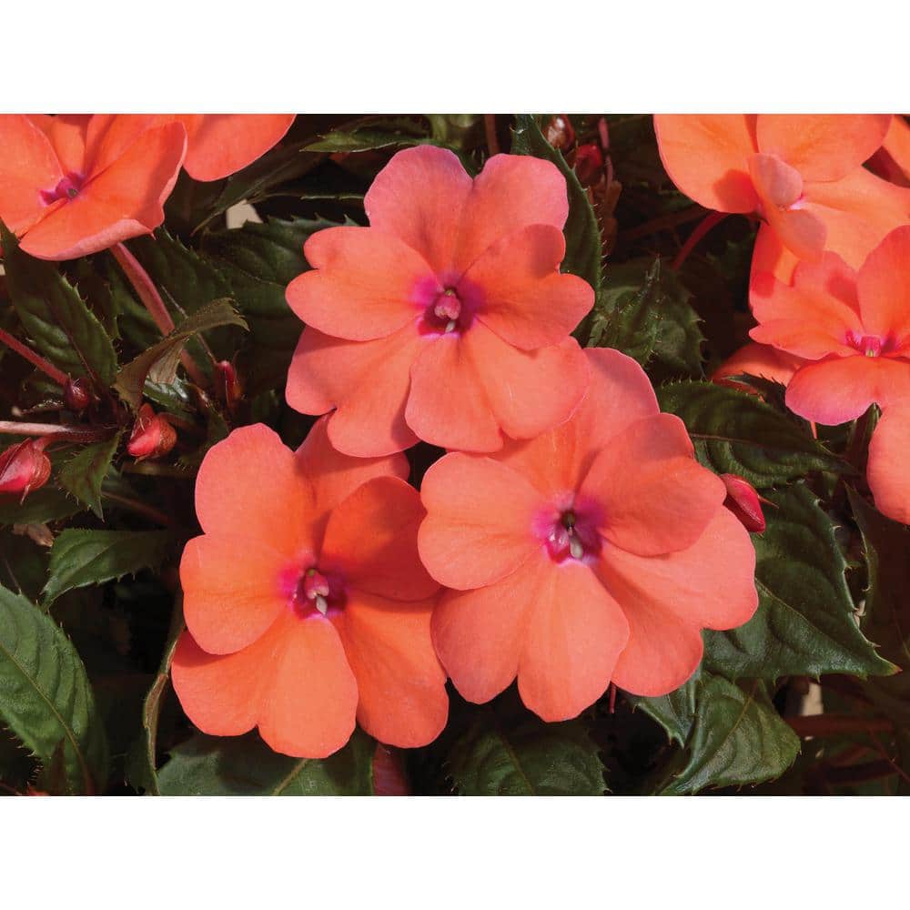 2.5 In. Compact Coral Pink SunPatiens Impatiens Outdoor Annual Plant with Coral Pink Flowers (6-Plants) - Hercitys