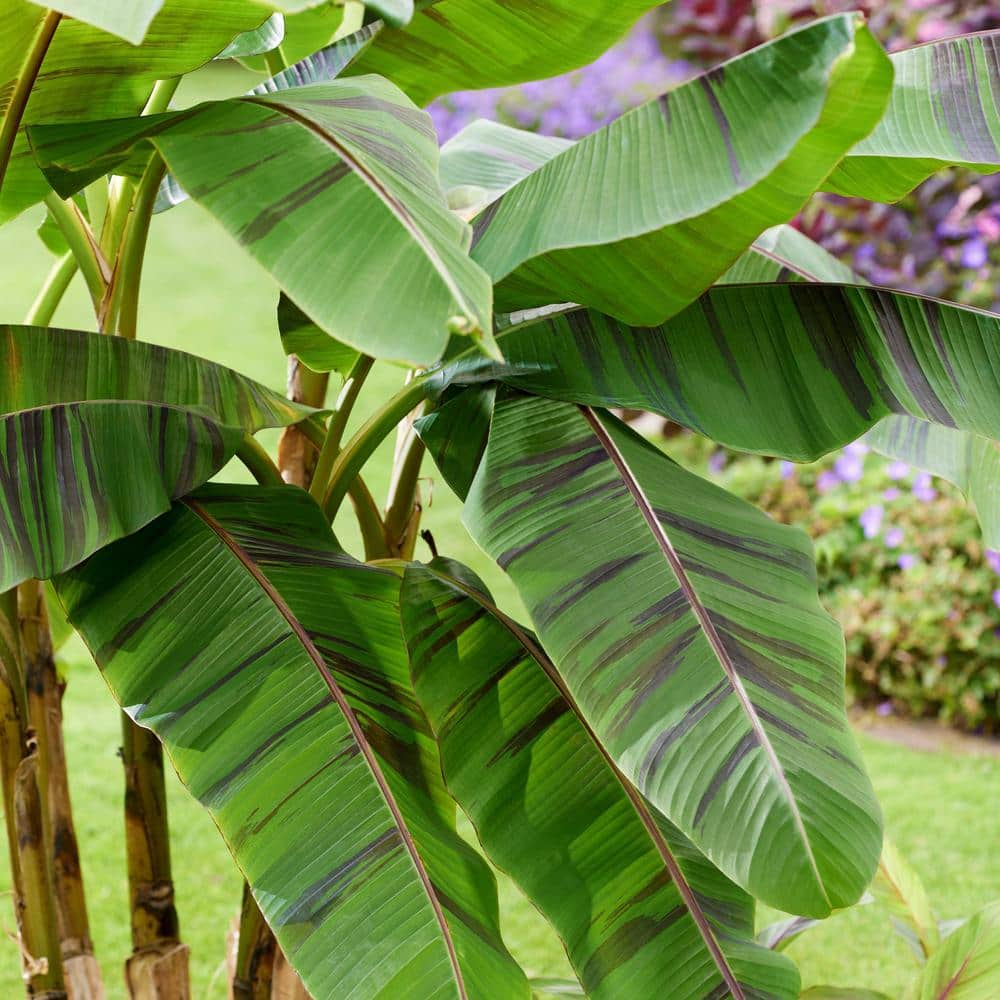 3.5 in. Banana Hardy Ever Red Perennial Plant - Hercitys