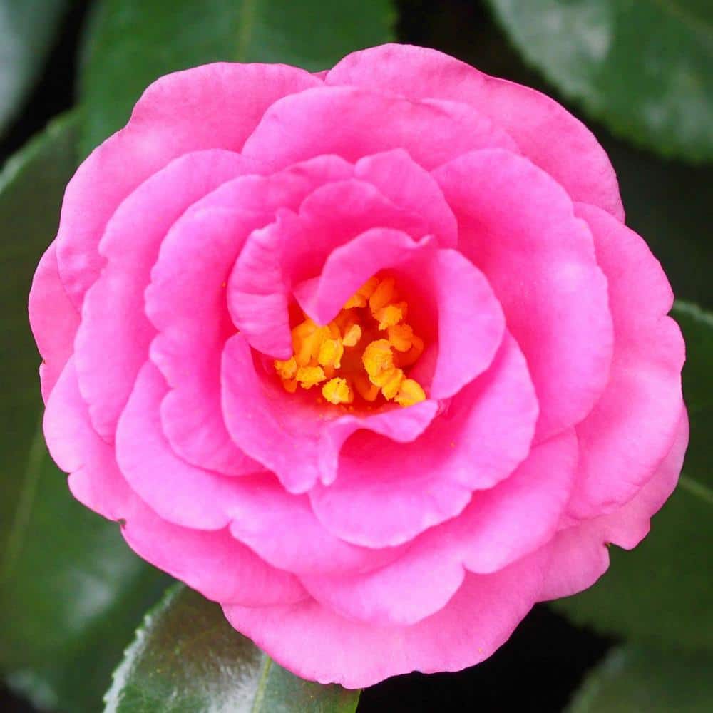 3 Gal. Camellia Shi Shi Shrub with Pink Flowers - Hercitys