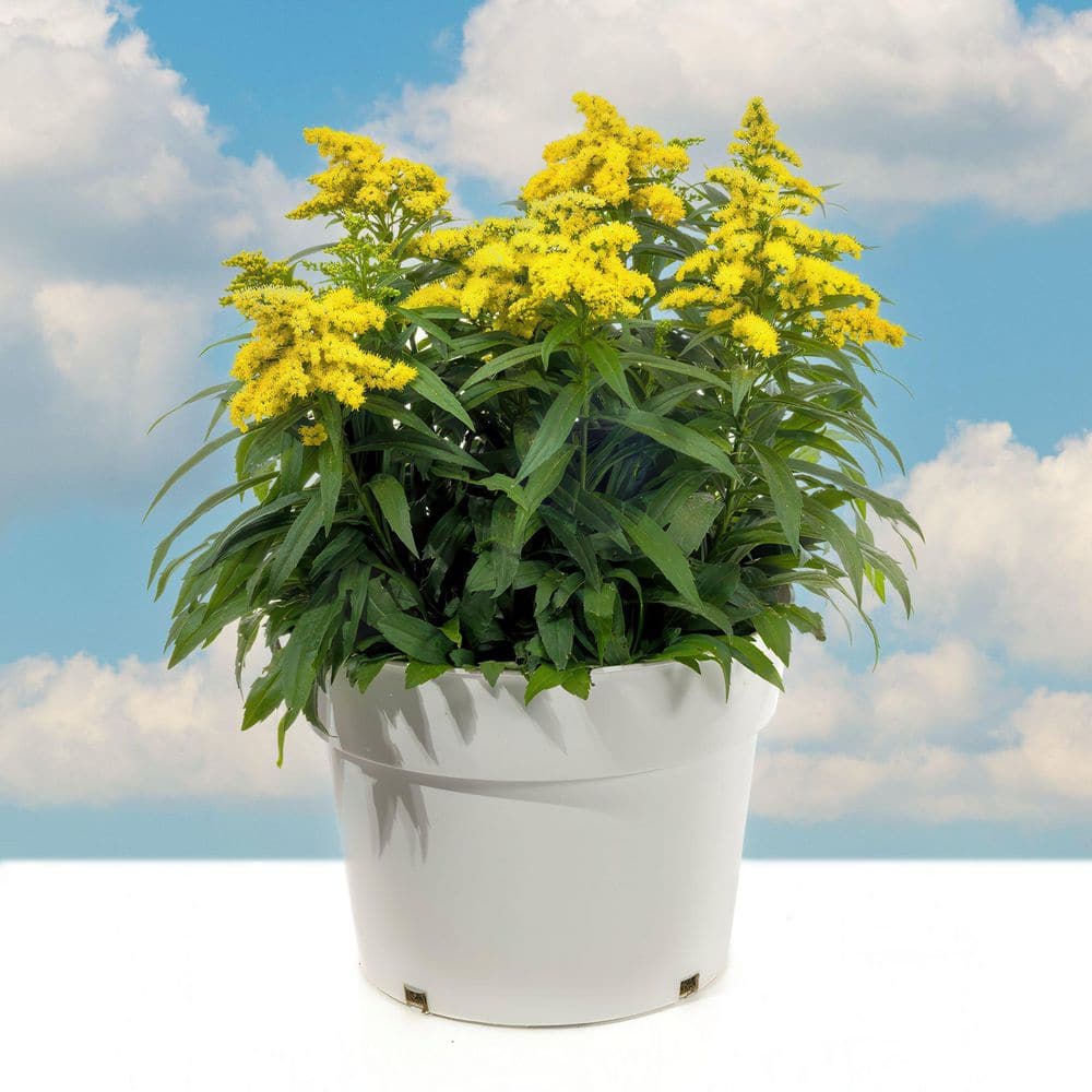3.25 in. Goldenrod Spark Plug Perennial Plant with Yellow Flowers (3-Pack) - Hercitys