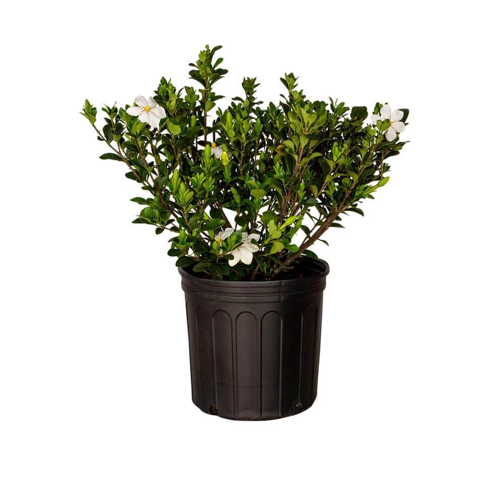 2.5 Gal – Kleim’s Hardy Daisy Gardenia, Live Evergreen Shrub, White Fragrant Blooms - Hercitys