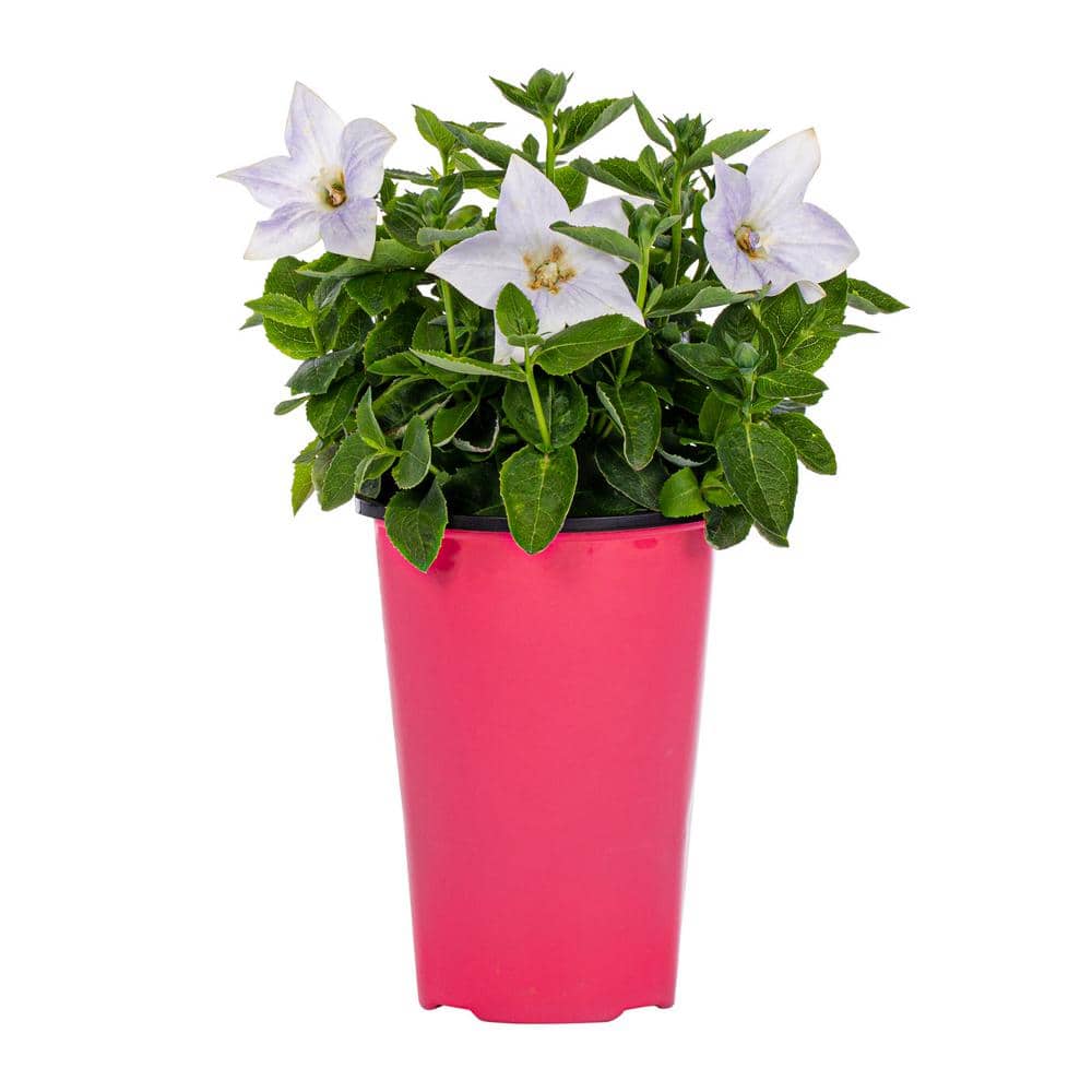 2 Qt. Platycodon Balloon Flower ‘Twinkle White’ White Perennial Plant (3-Pack) - Hercitys