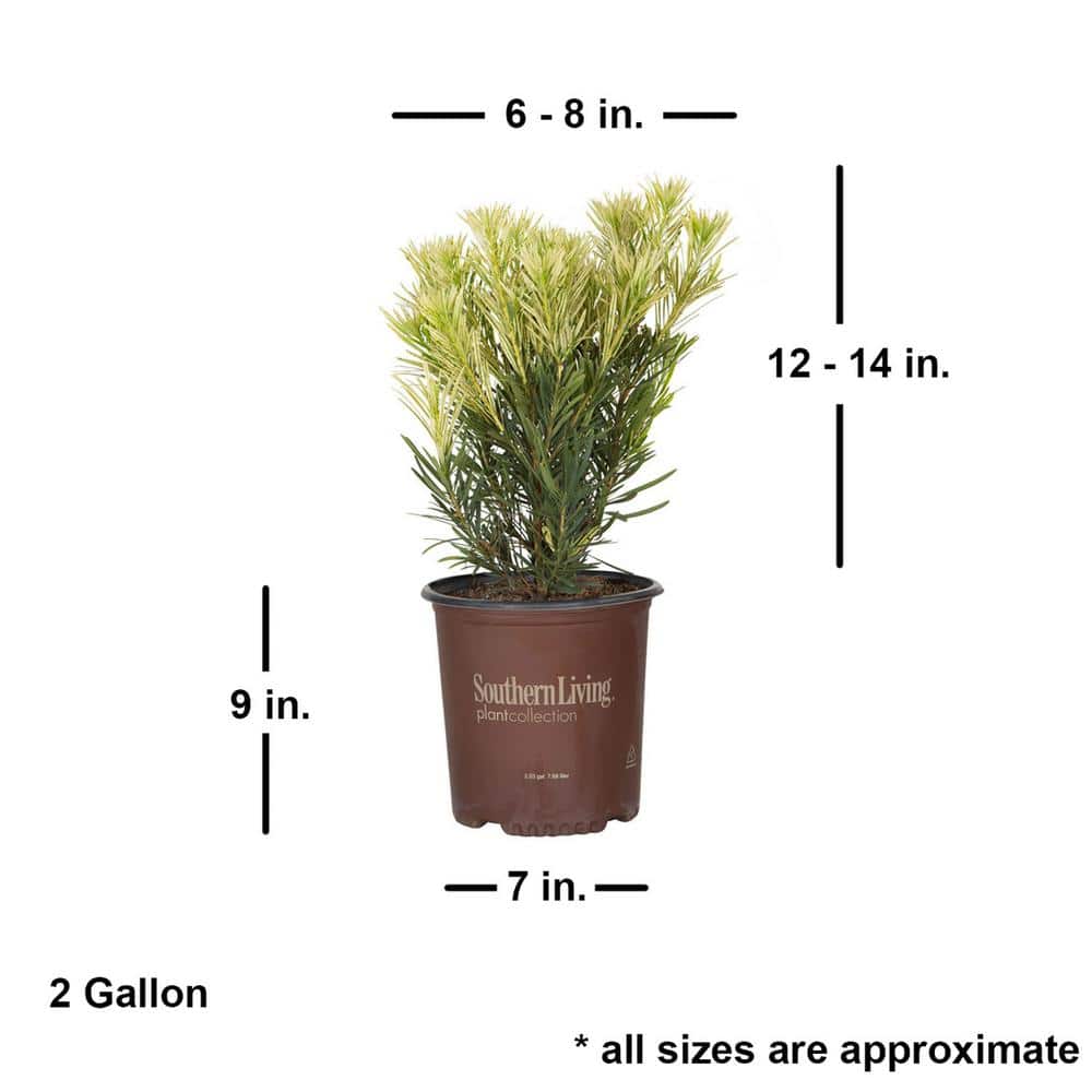 2 Gal. – Roman Candle Podocarpus Live Evergreen Shrub with Light Green/White New Foliage - Hercitys