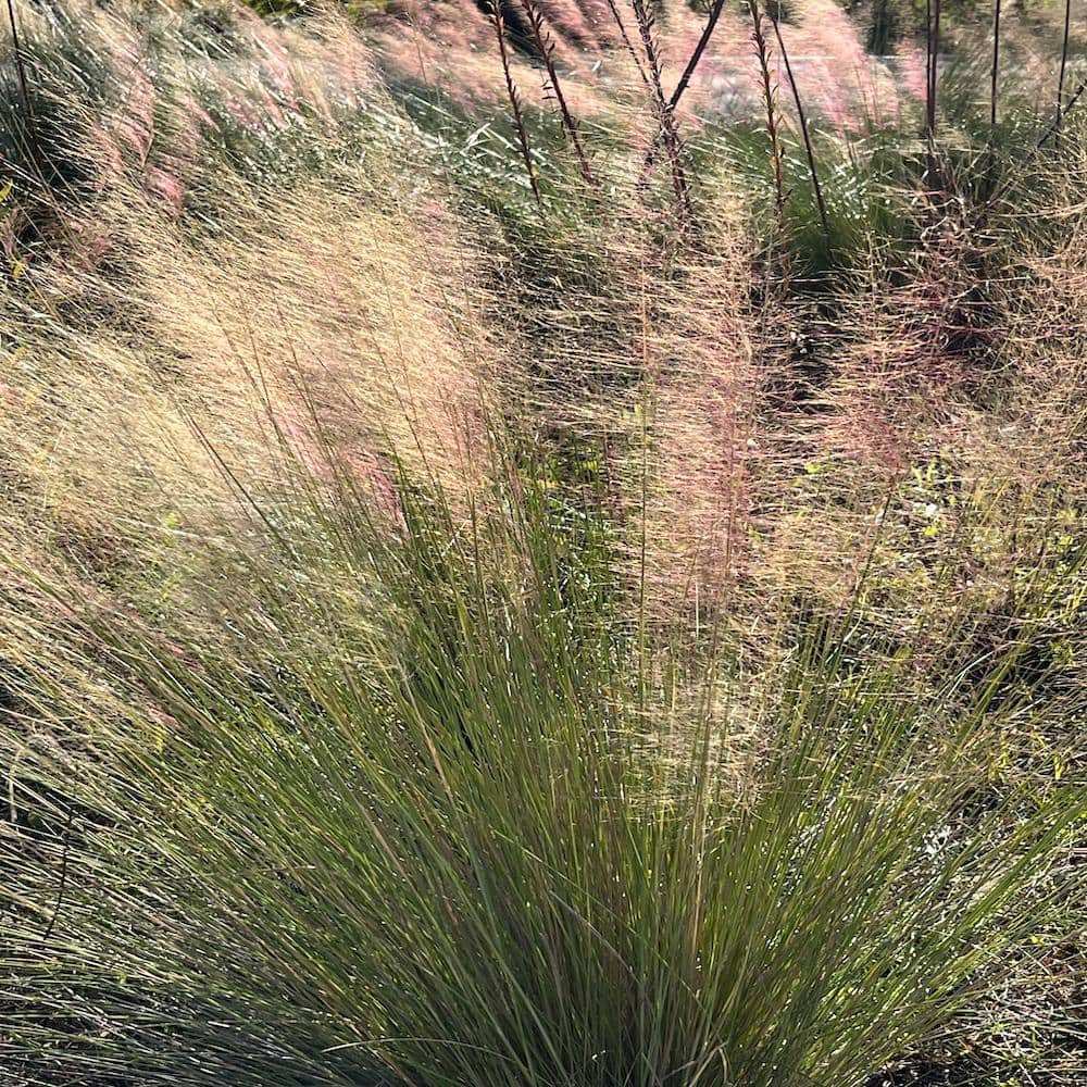 3 Gal. Pink Muhly Grass - Hercitys