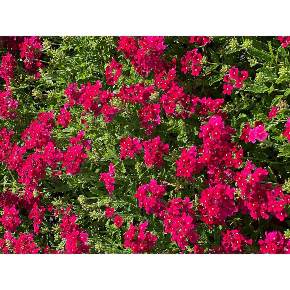1.5 Gal. Verbena Plant Firehouse Burgundy Flower in 8.25 in. Grower’s Pot - Hercitys