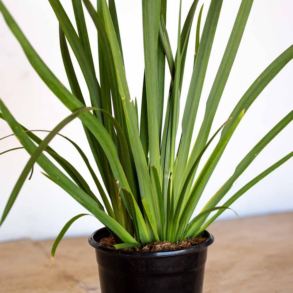 2.5 Qt. White African Iris With White Blooms Featuring Yellow and Purple Highlights, Live Evergreen Plant - Hercitys