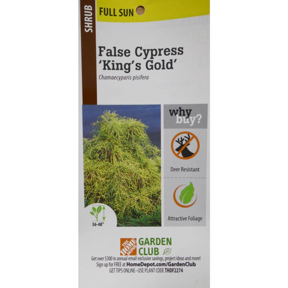 1 Gal. Chamaecyparis Gold Mop Live Evergreen Shrub - Hercitys