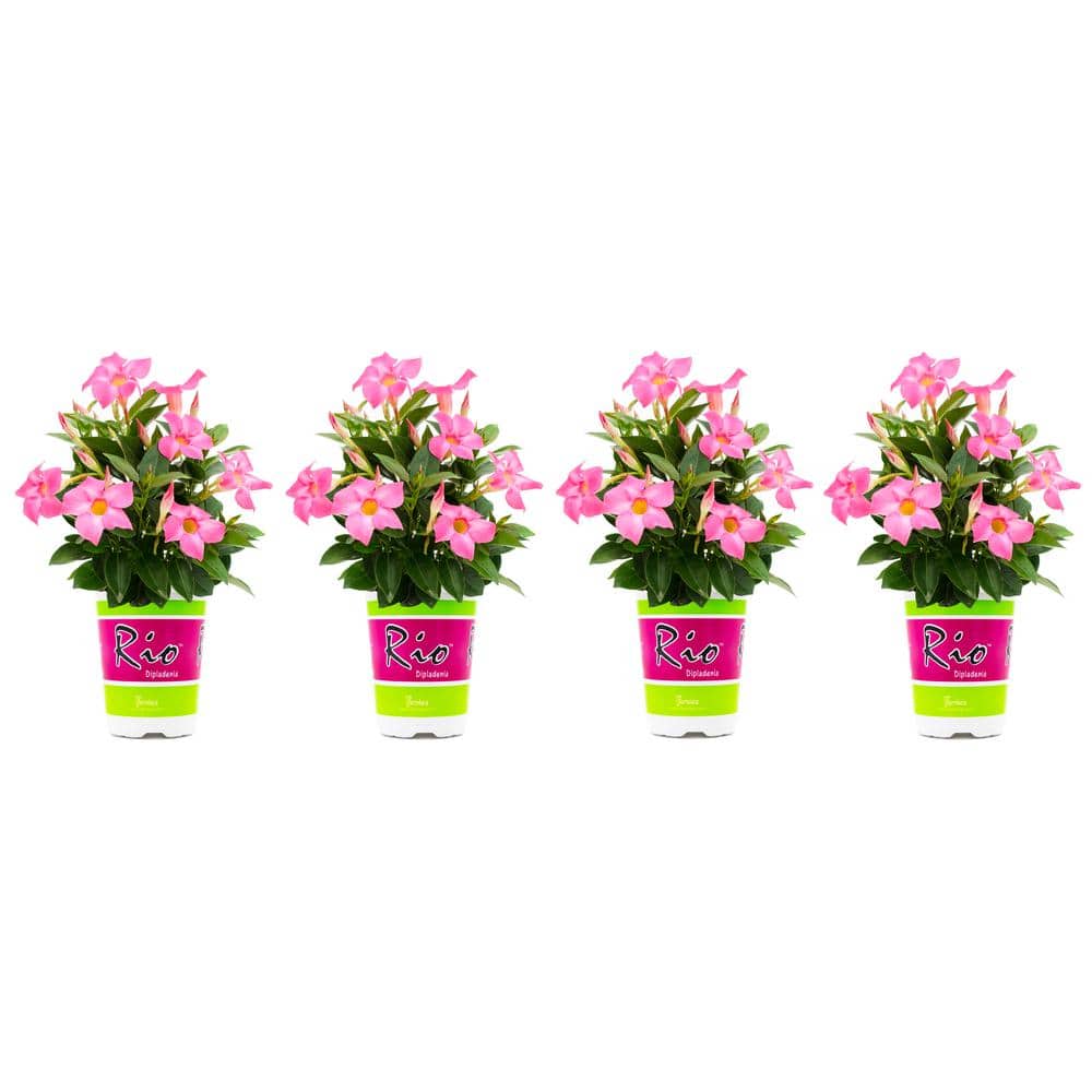 1.5 Pint Dipladenia Flowering Annual Shrub with Pink Flowers (4-Pack) - Hercitys