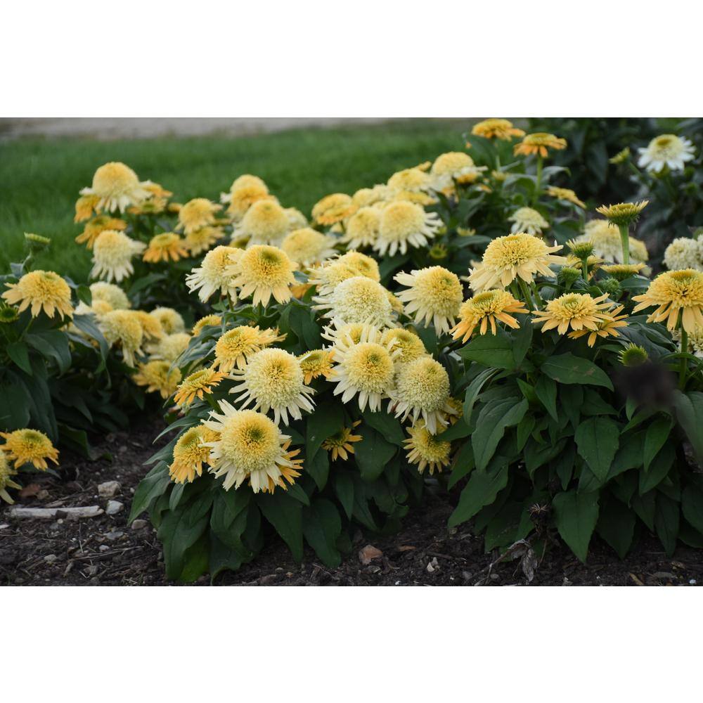 1 Gal. Double Coded Butter Pecan Yellow Flowers, (Coneflower) Live Perennial Plant (1-Pack) - Hercitys