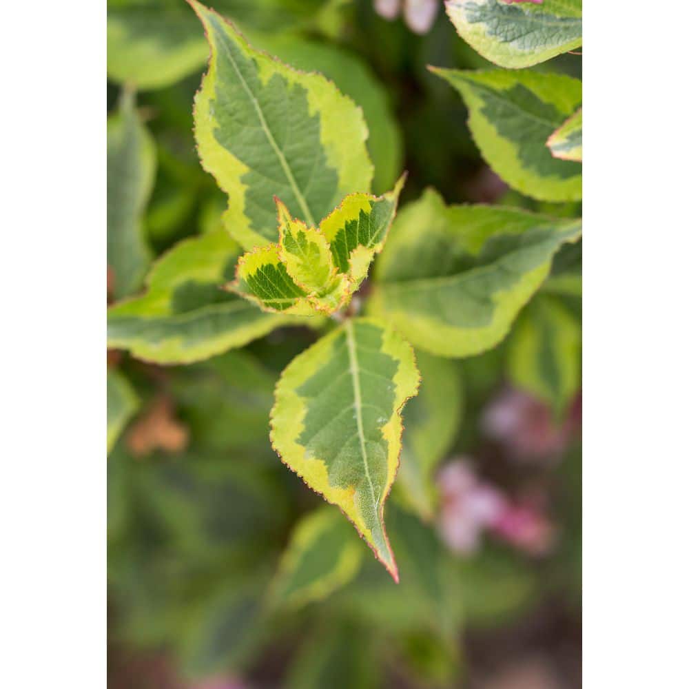 2.0 Gallon Rainbow Sensation Weigela (Weigela florida ‘Rainbow Sensation’) Shrub with Pink Flowers - Hercitys