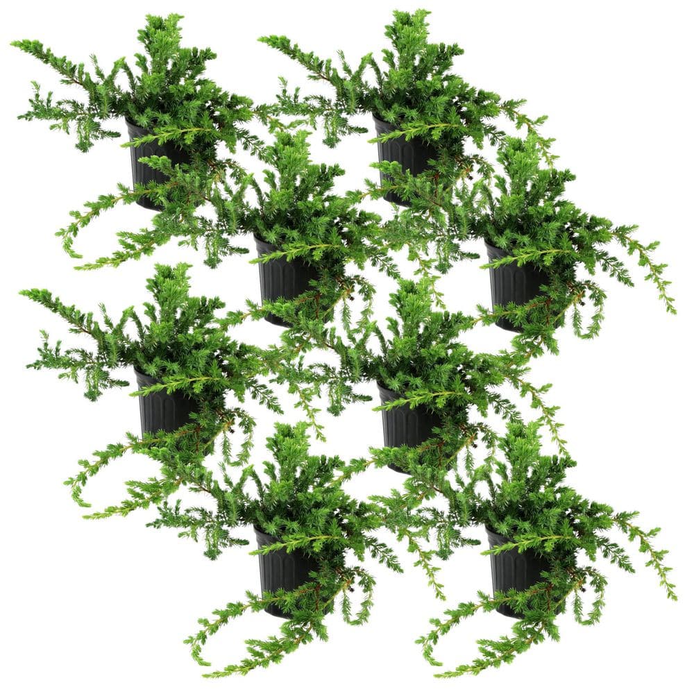 1 gal. Juniper Blue Rug Shrub (8-Pack) - Hercitys