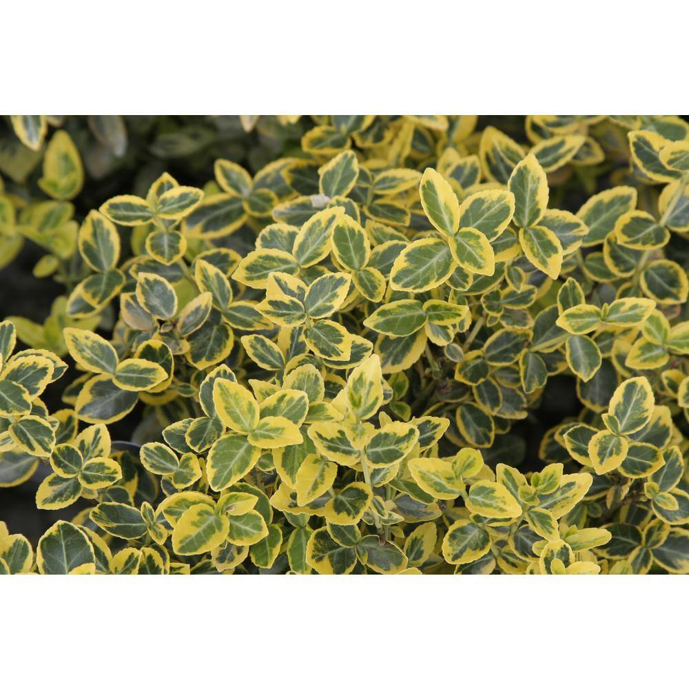 2.5 Qt. – Emerald and Gold Euonymus Live Shrub with Green and Yellow Folliage - Hercitys