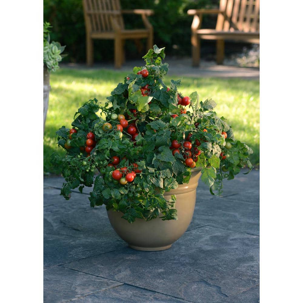 25 oz. Little Bing Cherry Tomato Plant (2-Pack) - Hercitys