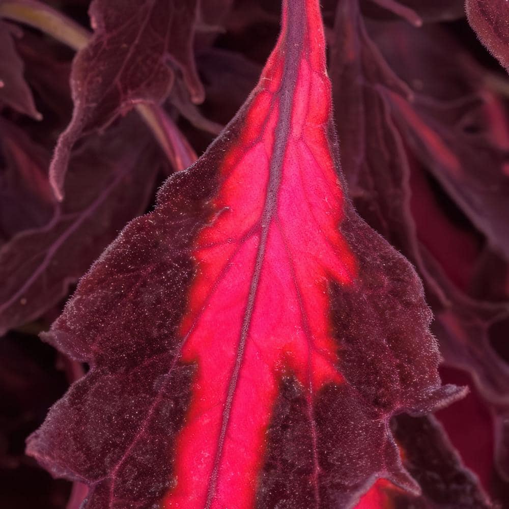 2.5 in. Coleus Flame Thrower Adobo Pink Annual Plant (3-Pack) - Hercitys