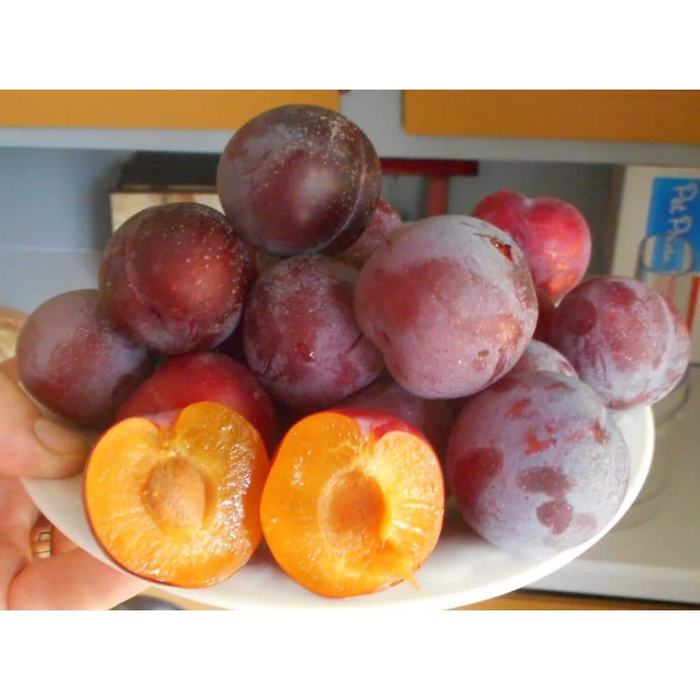 3 ft. Bubblegum ‘Toka’ Plum Tree - Hercitys