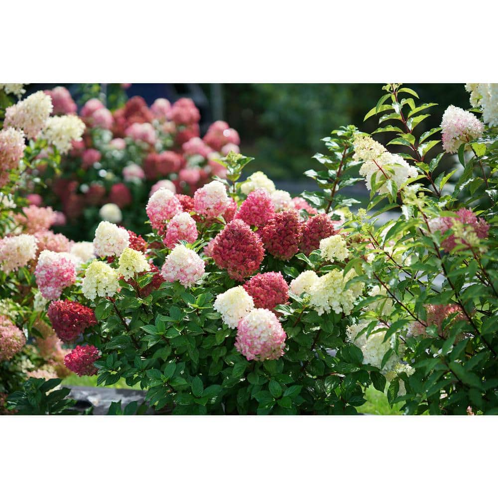 4.5 in. Quart Little Lime Punch Panicle Hydrangea (Paniculata) Live Plant, Shrub, Green, White and Pink Flowers - Hercitys