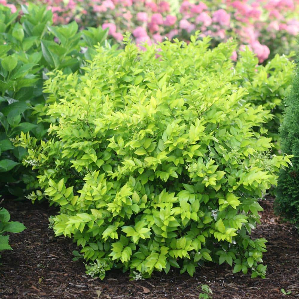 2 Gal. Golden Ticket Ligustrum Shrub with Bright Yellow Foliage - Hercitys