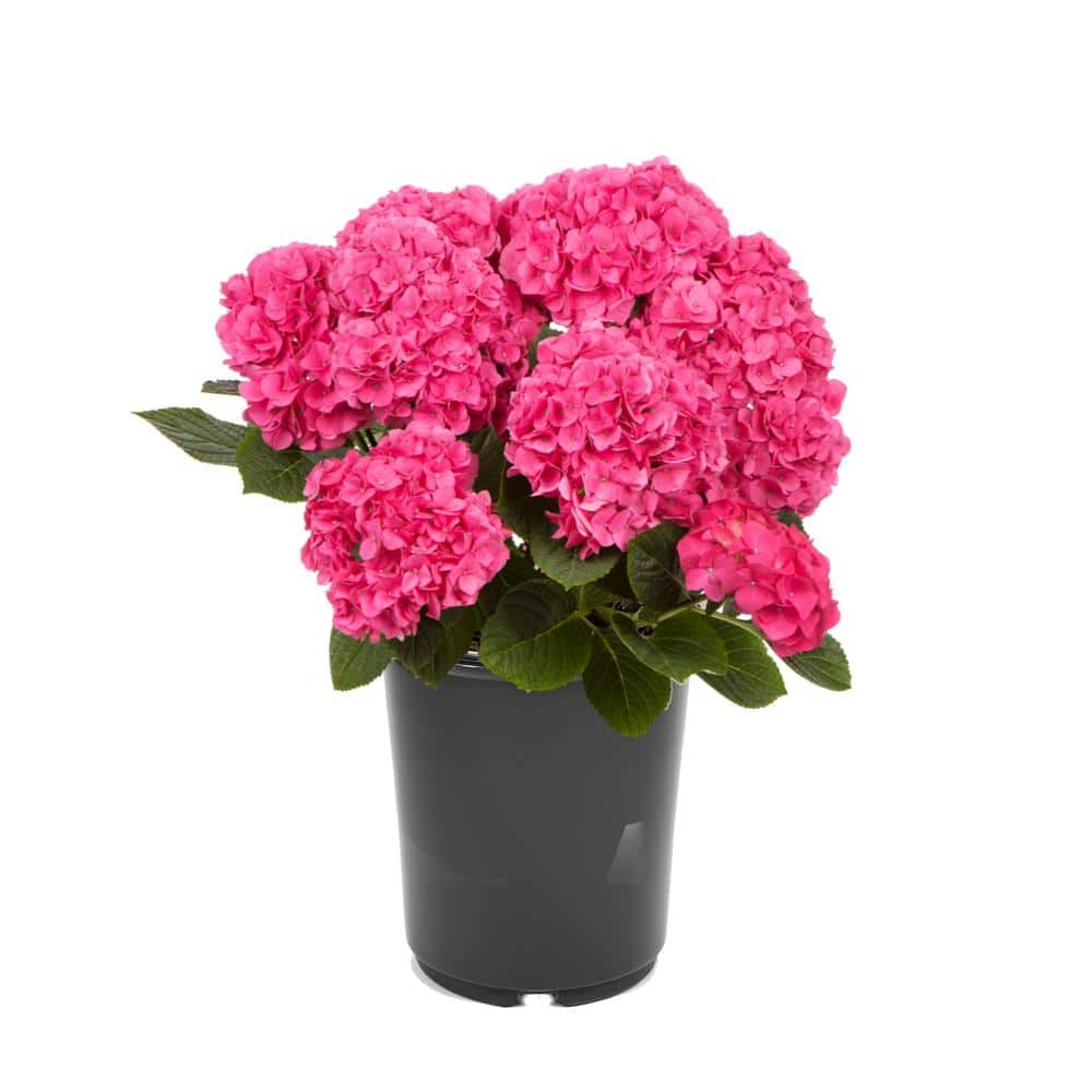 2.5 qt. Hydrangea macrophylla Hi Horizon Pink Perennial Plant with Pink Flowers – 2-Pack - Hercitys