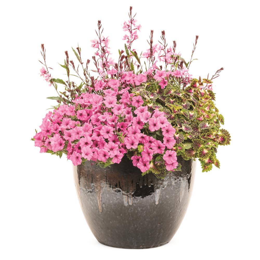 4.25 in. Eco Plus Grande, Supertunia Mini Vista Hot Pink (Petunia), Live Annual Plant, with Pink Flowers (4-Pack) - Hercitys
