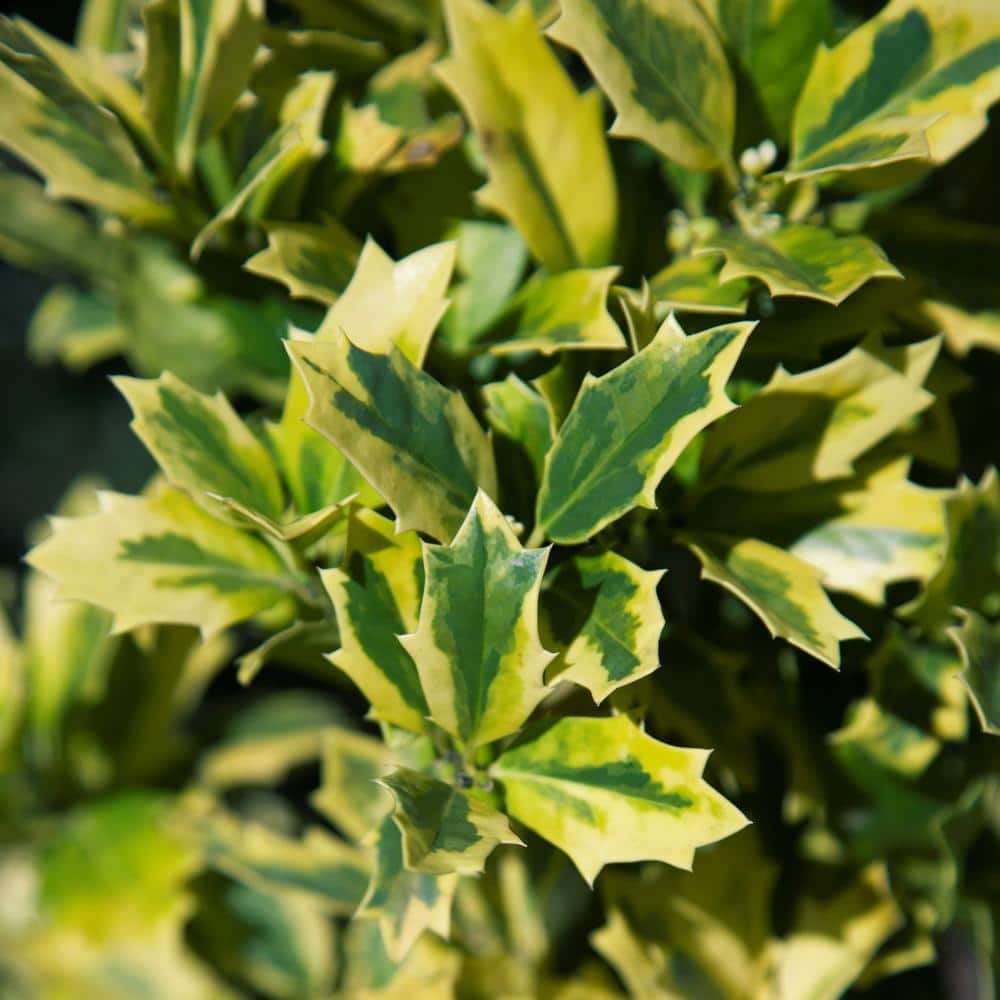 3 Gal. Golden Oakland Holly Tree with Pyramidal Yellow and Green Variegated Foliage - Hercitys
