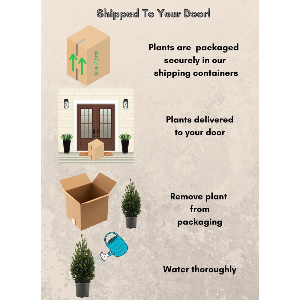 2.25 Gal. Steeds Upright Japanese Holly Plant with Dark Green Foliage - Hercitys