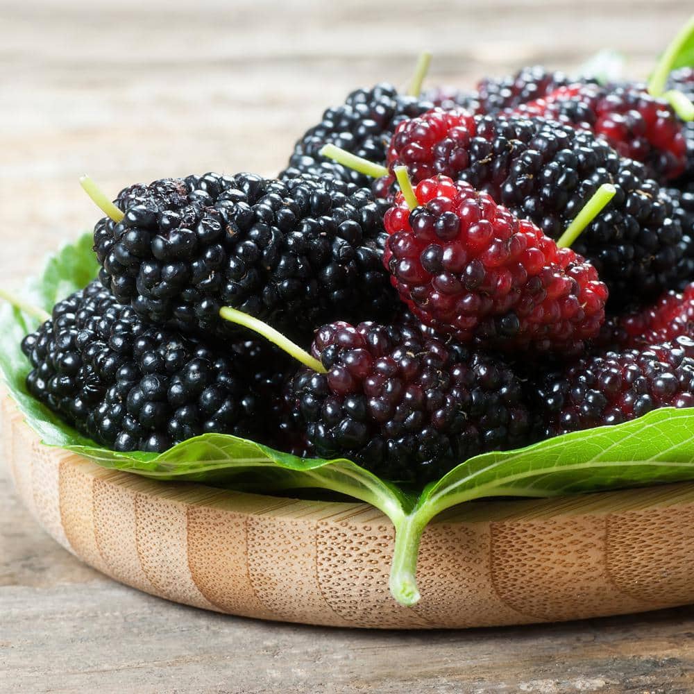 4 in. Dwarf Mulberry Mojo Plant (3-Pack) - Hercitys