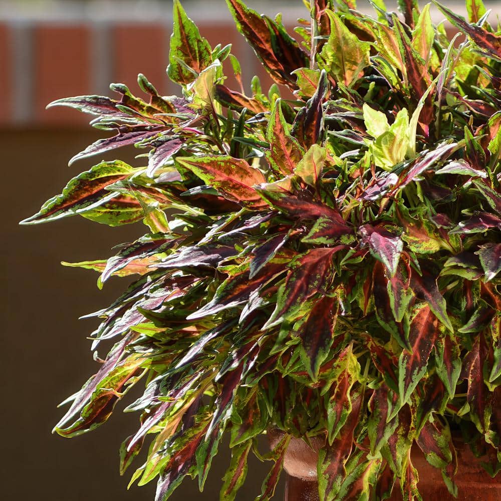 2.5 in. Coleus Flame Thrower Chili Pepper Annual Plant (3-Pack) - Hercitys