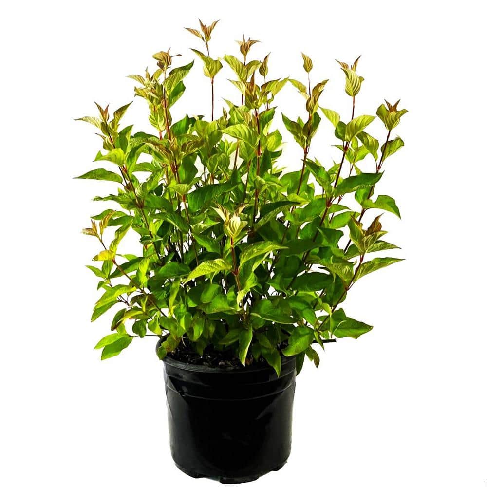 2.25 Gal. Bailey’s Red Twig Dogwood (Cornus) Live Shrub - Hercitys