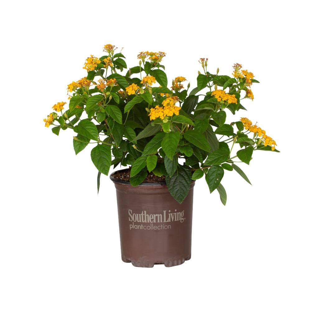 2.5 qt. Golden Yellow Pot of Gold Little Lucky Lantana, Live Perennial/Annual Plant with Reblooming Flowers - Hercitys