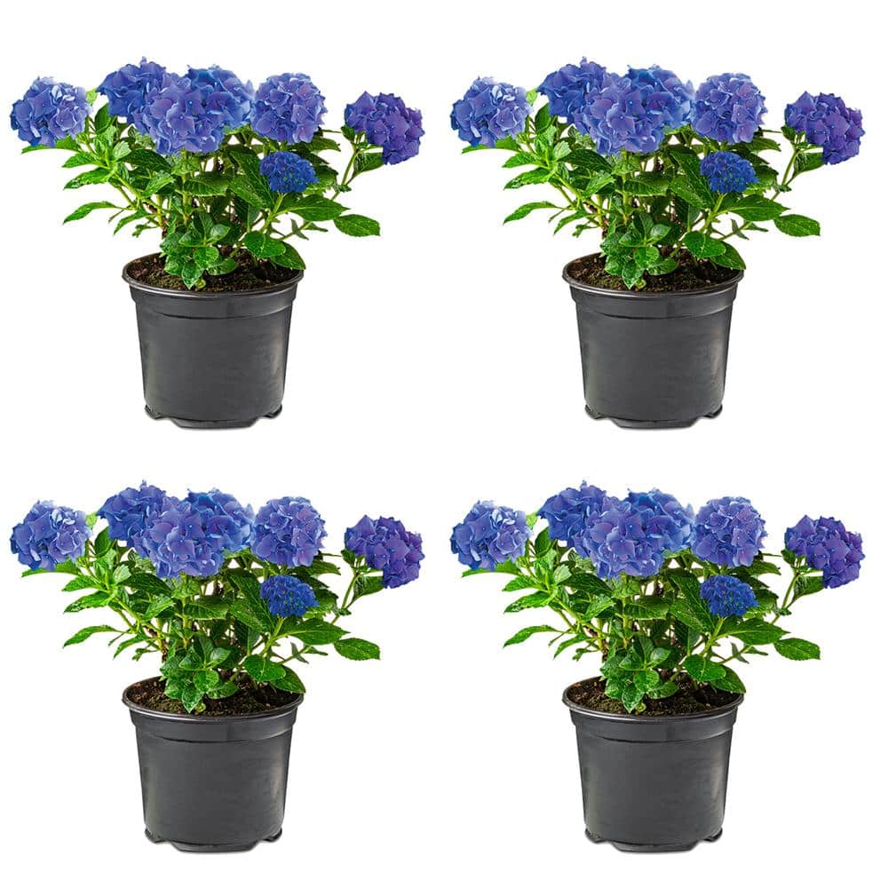 2.5 qt. Perennial Hydrangea macrophylla Blue (4-Pack) - Hercitys